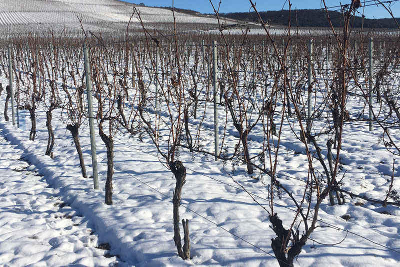 Winter in the Vineyard