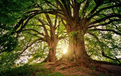 Erlebnis pur im Gramschatzer Wald